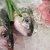 Frischfisch